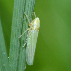 Dikraneura angustata