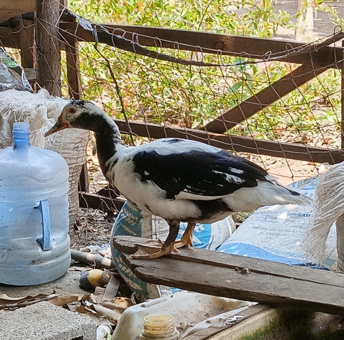 Muscovy Duck (Cairina moschata)