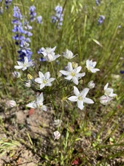 Triteleia lilacina
