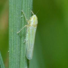 Dikraneura angustata