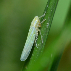 Dikraneura angustata