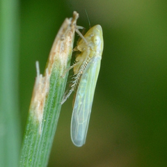 Dikraneura angustata