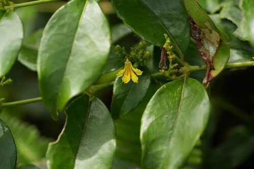 Scaevola oppositifolia observed 2026-05-22
