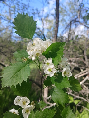 Crataegus pruinosa, 2026-05-28