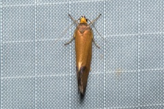 Delexocha ochrocausta