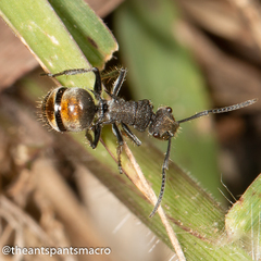 Polyrhachis vermiculosa