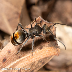 Polyrhachis vermiculosa