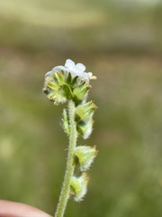 Plagiobothrys canescens canescens