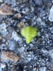 Plagiobothrys canescens canescens