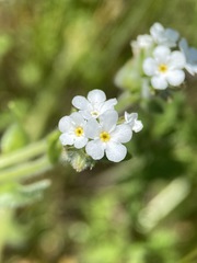 Plagiobothrys canescens canescens