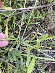 Plagiobothrys canescens canescens