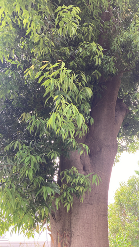 Chinese evergreen oak