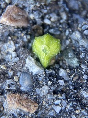 Plagiobothrys canescens canescens