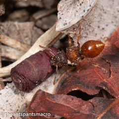 Meranoplus froggatti
