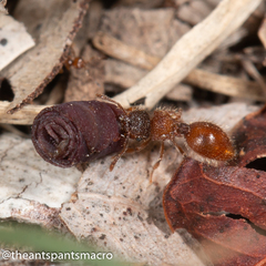 Meranoplus froggatti
