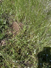 Plagiobothrys canescens canescens