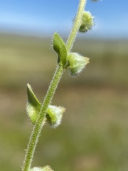 Plagiobothrys canescens canescens