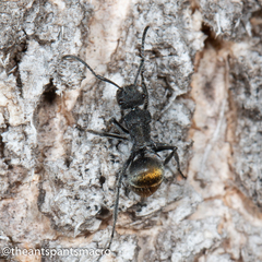 Polyrhachis vermiculosa