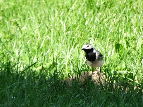 White Wagtail