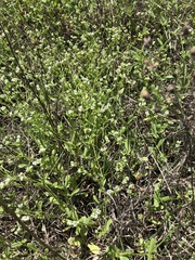 Valerianella