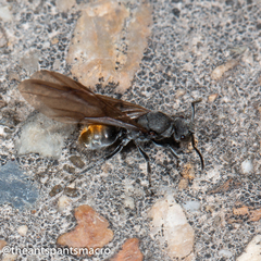 Polyrhachis vermiculosa