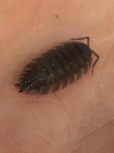 Common Rough Woodlouse