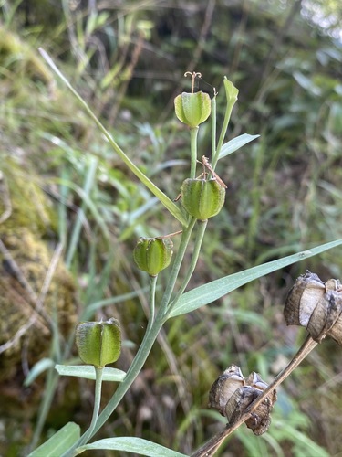 Image of Fritillaria eastwoodiae by (c) Matt Berger, some rights reserved (CC BY)