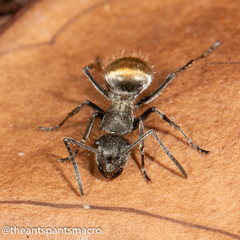 Polyrhachis aurea