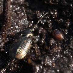 Bembidion varium