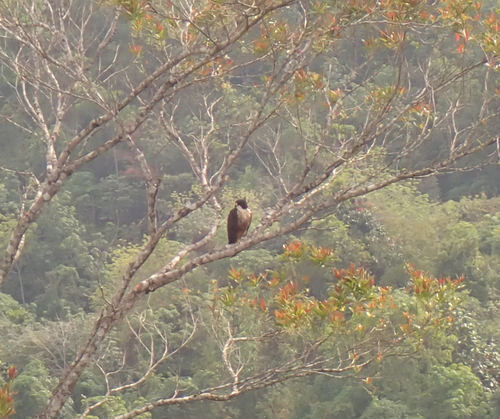 Rufous-bellied Eagle (Lophotriorchis kienerii), photo 4