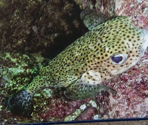 Spotted Porcupinefish (Diodon hystrix)