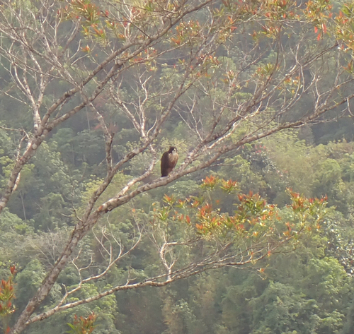 Rufous-bellied Eagle (Lophotriorchis kienerii), photo 5