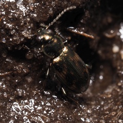 Bembidion varium