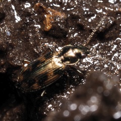 Bembidion varium