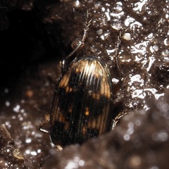 Bembidion varium