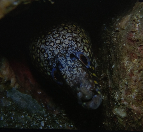 Jewel Moray (Muraena lentiginosa)