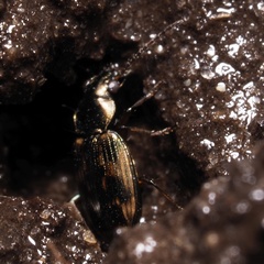 Bembidion varium