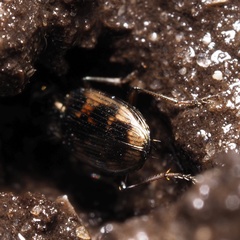 Bembidion varium