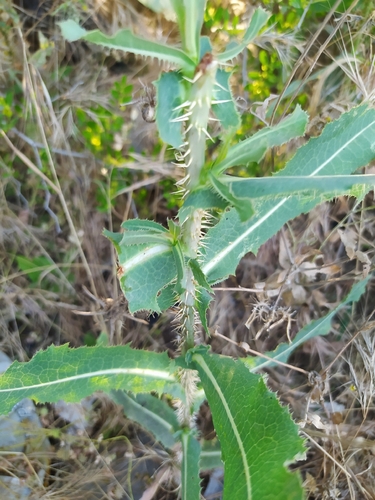 prickly lettuce