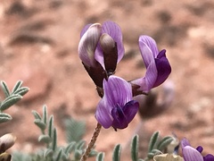 Astragalus desperatus