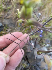 Streptanthus diversifolius