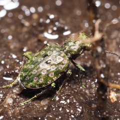 Elaphrus riparius