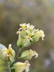 Streptanthus diversifolius