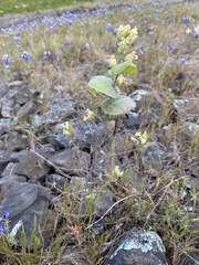 Streptanthus diversifolius