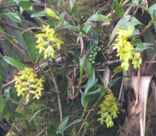 Epidendrum barbae Rchb.f.