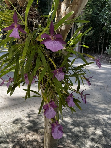 Miltonia moreliana