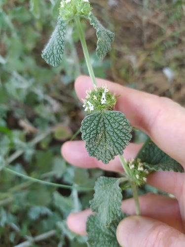 White Horehound