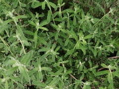 Buddleja scordioides