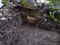 Scolopendra cingulata