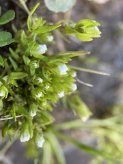 Gratiola ebracteata